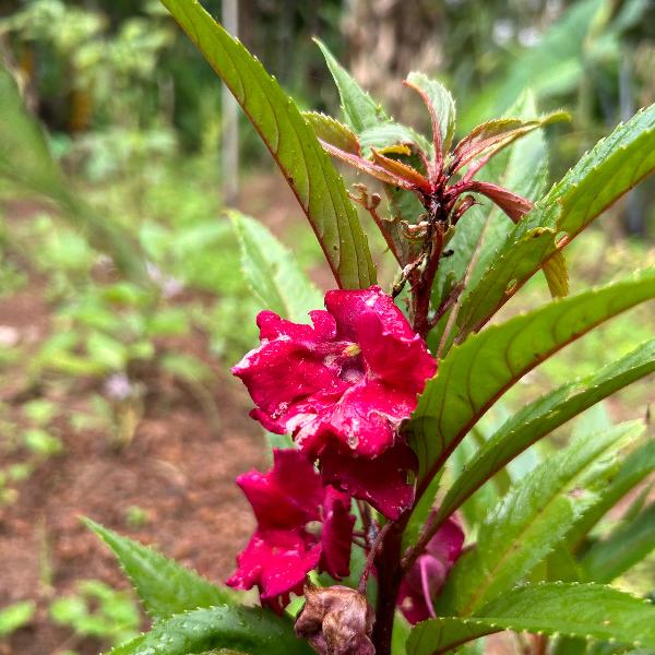 Balsam Magenta Flower Seeds