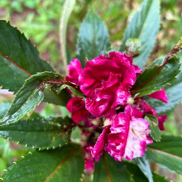 Balsam Magenta Flower Seeds