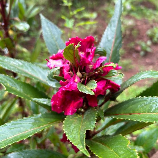 Balsam Magenta Flower Seeds