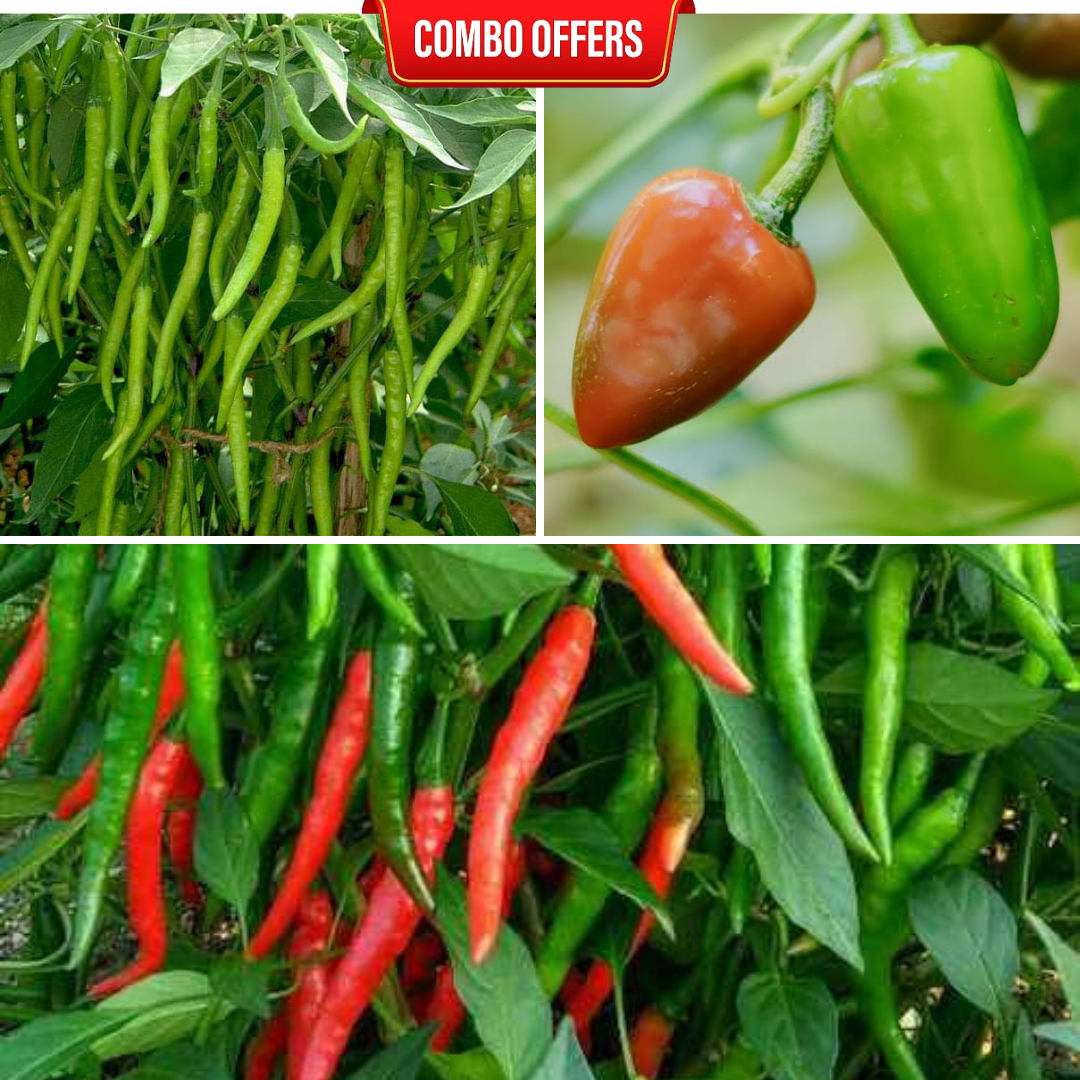 3 in 1 Chilli Seeds Combo CM10