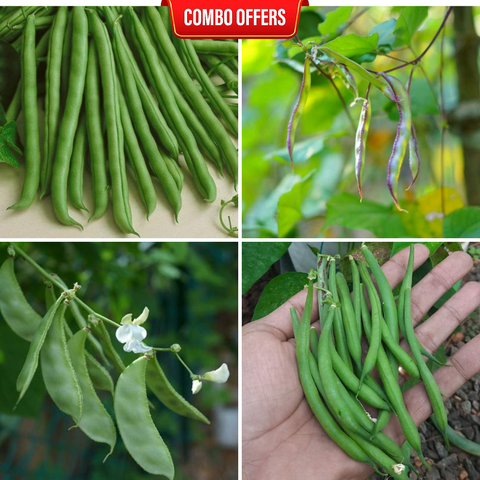 4 in 1 Vegetable Seeds Combo CM6