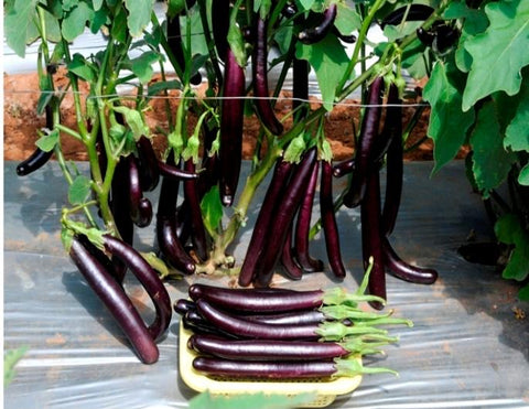 Nidhi Vazhuthana Seed | Hybrid Violet Long Brinjal