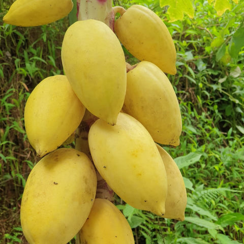 Yellow Papaya Seeds