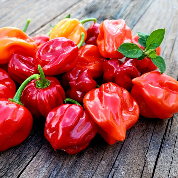 Red Hebenero Pepper Chilly Seeds | Mulaku Seeds