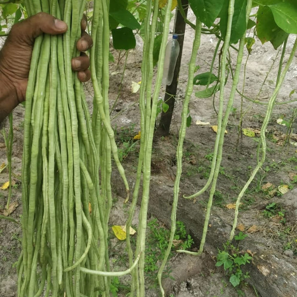 Karkoonthal long Payar Seeds| Green Long Beans