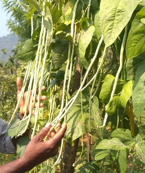 Karkoonthal long Payar Seeds| Green Long Beans