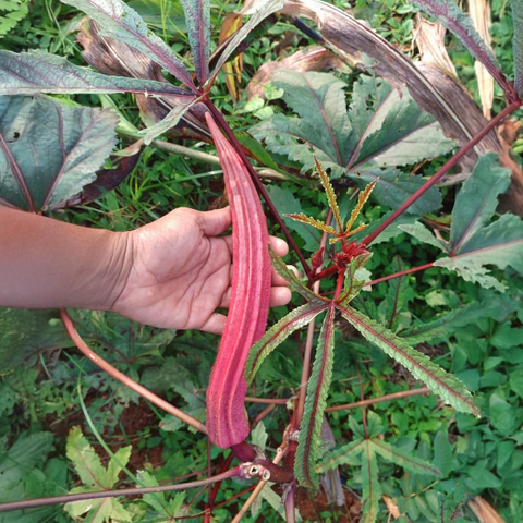 Red Ana Komban Venda | Ladies Finger Seeds | Okra