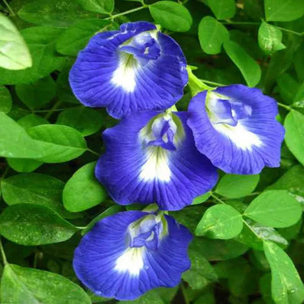 Blue Shankupushpam | Blue Asian Pigeonwings Flower Seeds