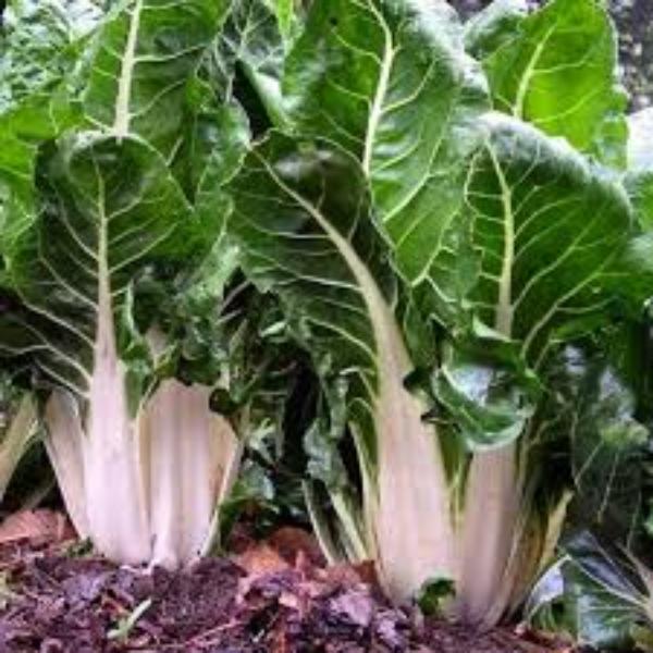 Swiss Chard Green Seeds