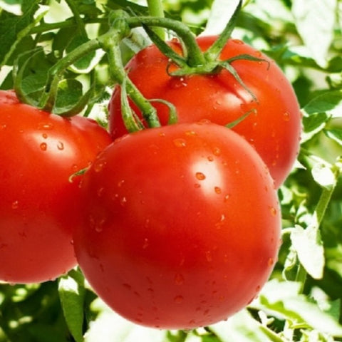 Tomato Seeds (Rakshak )