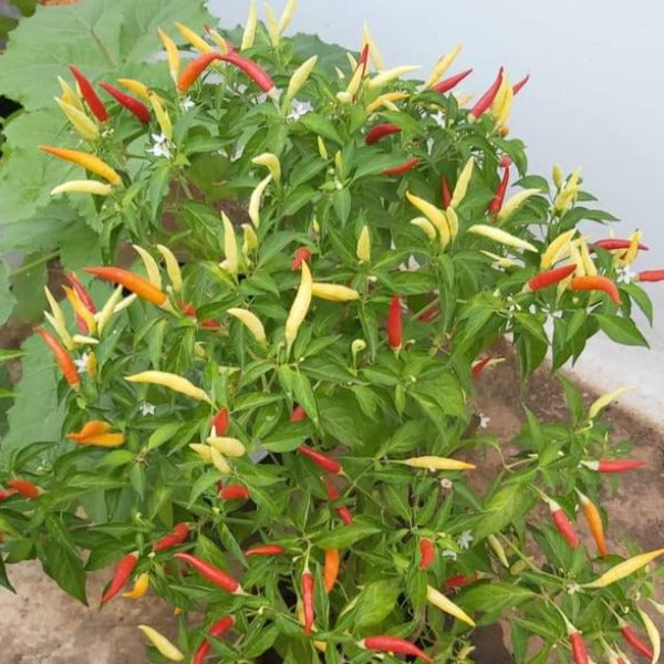 Bhaskara Mulak | F1 Hybrid Green Chilli Seeds