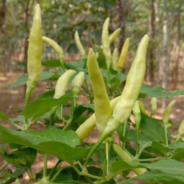 Bhaskara Mulak | F1 Hybrid Green Chilli Seeds