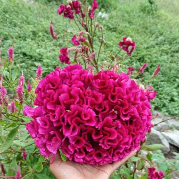 Velvet Flower | Cockscomb Pink Flower Seeds