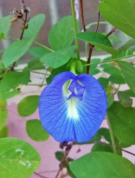 Blue Shankupushpam | Blue Asian Pigeonwings Flower Seeds