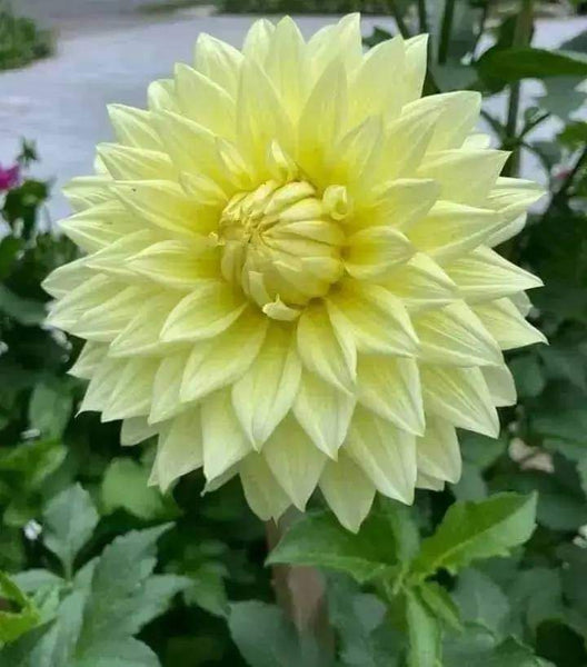 Dahlia Flower Seed (Mixed Colour)