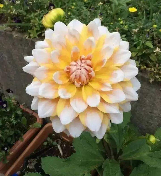 Dahlia Flower Seed (Mixed Colour)