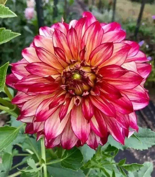 Dahlia Flower Seed (Mixed Colour)