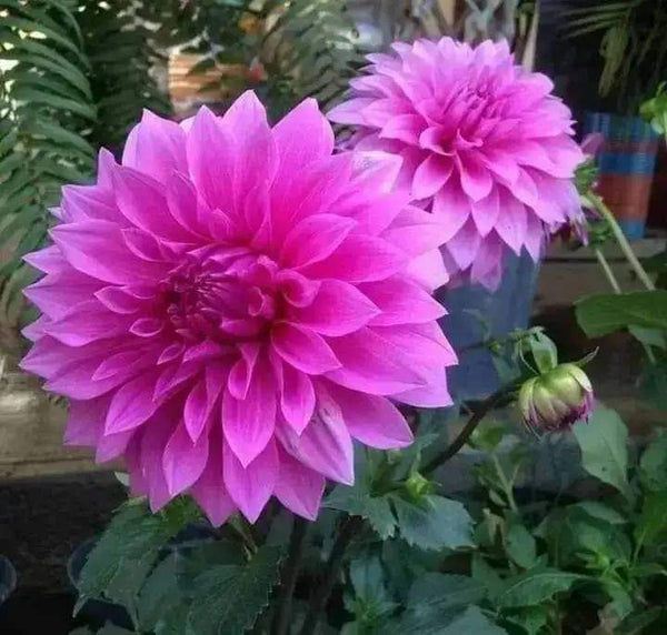 Dahlia Flower Seed (Mixed Colour)