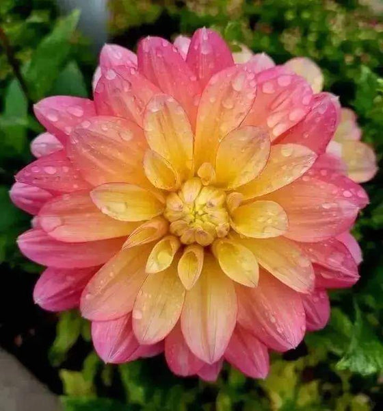 Dahlia Flower Seed (Mixed Colour)