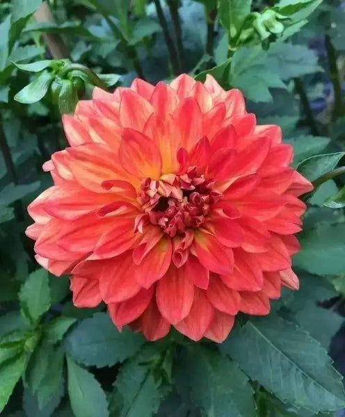 Dahlia Flower Seed (Mixed Colour)