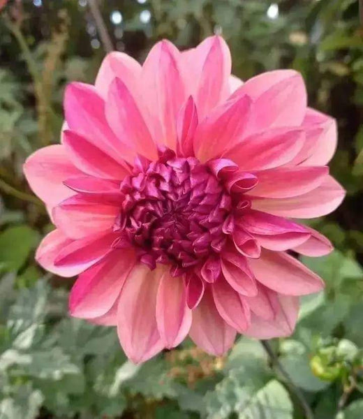 Dahlia Flower Seed (Mixed Colour)