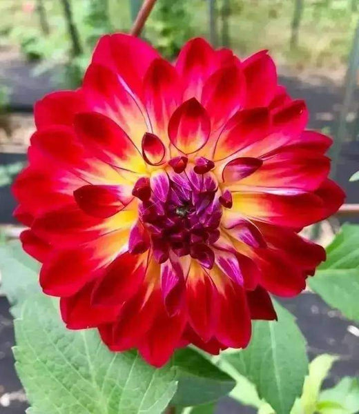 Dahlia Flower Seed (Mixed Colour)