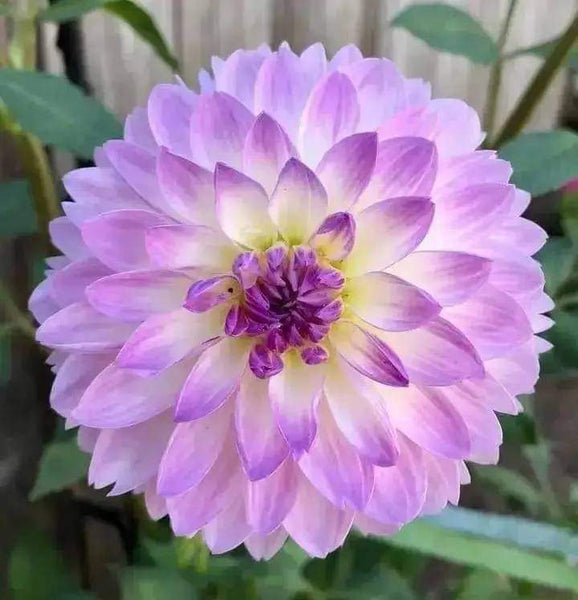 Dahlia Flower Seed (Mixed Colour)