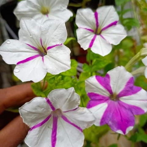 Petunia Flower Seed (Mixed Colour)