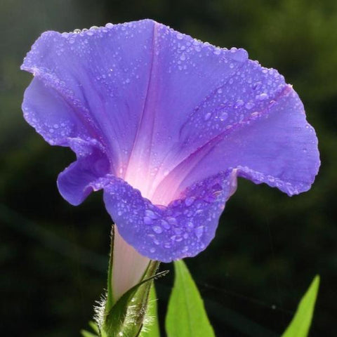 Morning Glory Flower Seed (Mixed Colour)