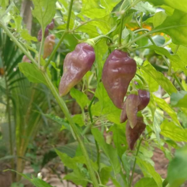 Light Pink Chilli | Mulaku Seeds