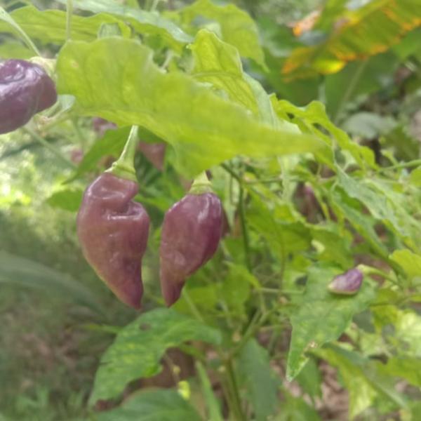 Light Pink Chilli | Mulaku Seeds