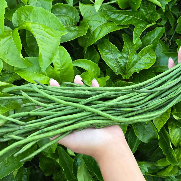 Emerald Green long Payar Seeds| Green Long Beans