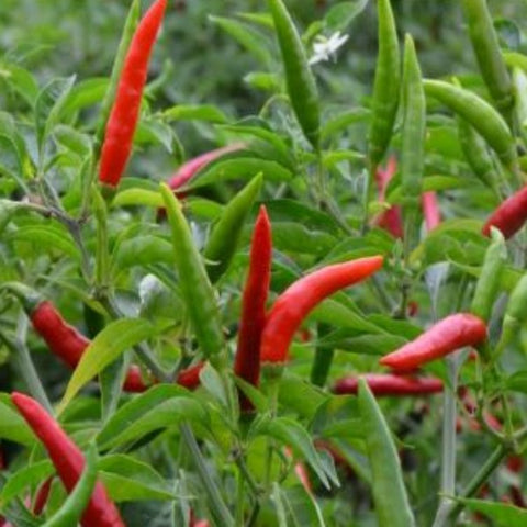 Ganga Mulak | F1 Hybrid Green Chilli Seeds