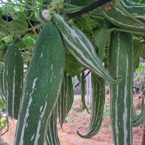 Green Baby Padavalam Seeds | Snake Gourd