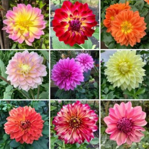 Dahlia Flower Seed (Mixed Colour)