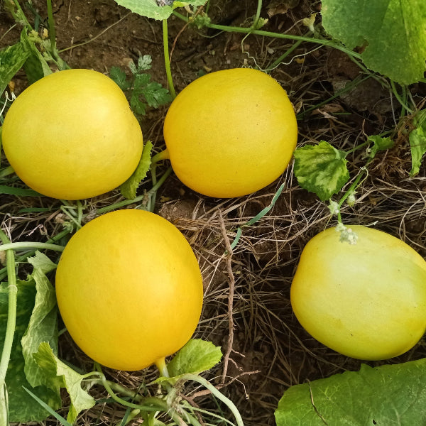 Yellow Kani Vellari Seeds