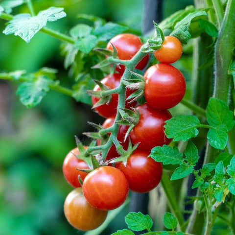 Tomato Seeds (Arka Adhitya )
