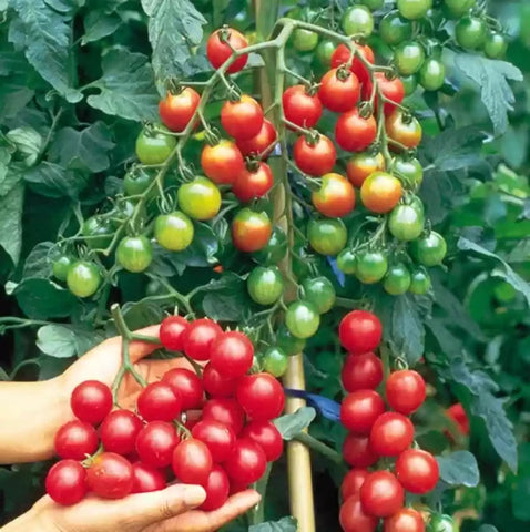 Cherry Tomato Seeds