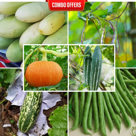 6 in 1 Vegetable Seeds Combo CM14