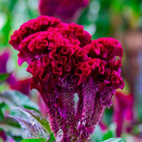 Velvet Flower | Cockscomb Pink Flower Seeds