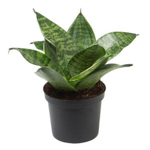 Dwarf Snake Plant with Pot