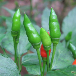 Green Kanthari Mulaku Seeds | Bird's eye chilli