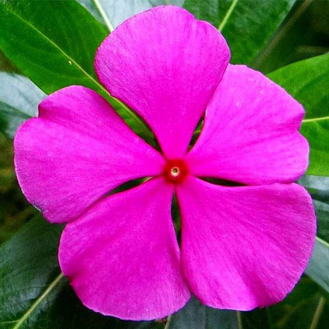 Nithyakalyani | Vinca Flower | Periwinkles Seeds