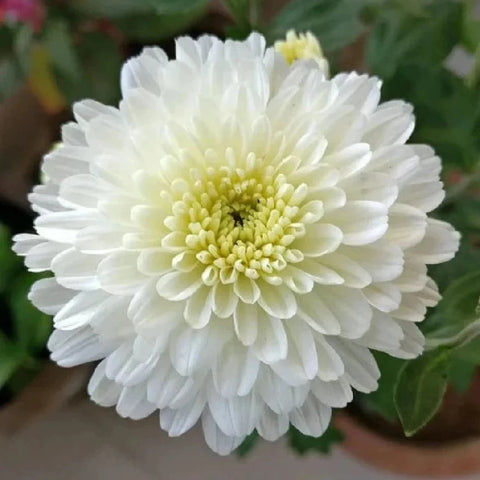 Jamanthi Flower | Chrysanthemum White Flower Seeds