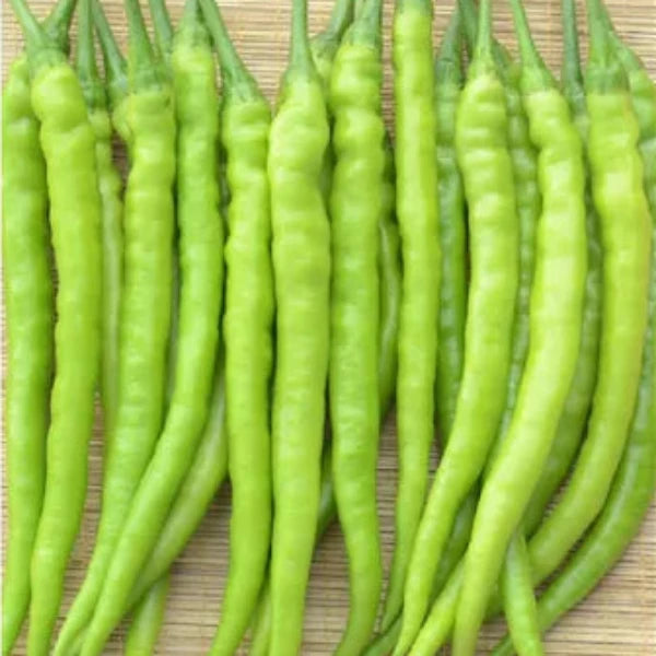 White Long Mulaku |Chilli Seeds