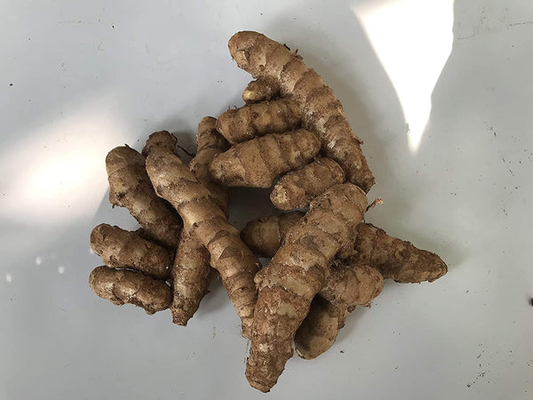 Kasturi Manjal Vithu | Rare Curcuma AROMATICA Wild Turmeric Rhizomes ( 400 g ) - Mini's Lifestyle Store- Buy Seeds in India