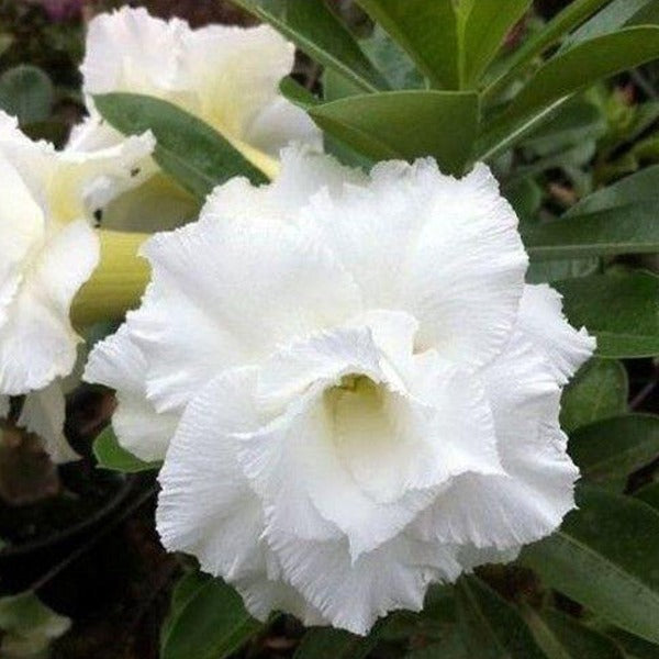 Spindrift Adenium Plant, Desert Rose AD27 - Mini's Lifestyle Store- Buy Seeds in India