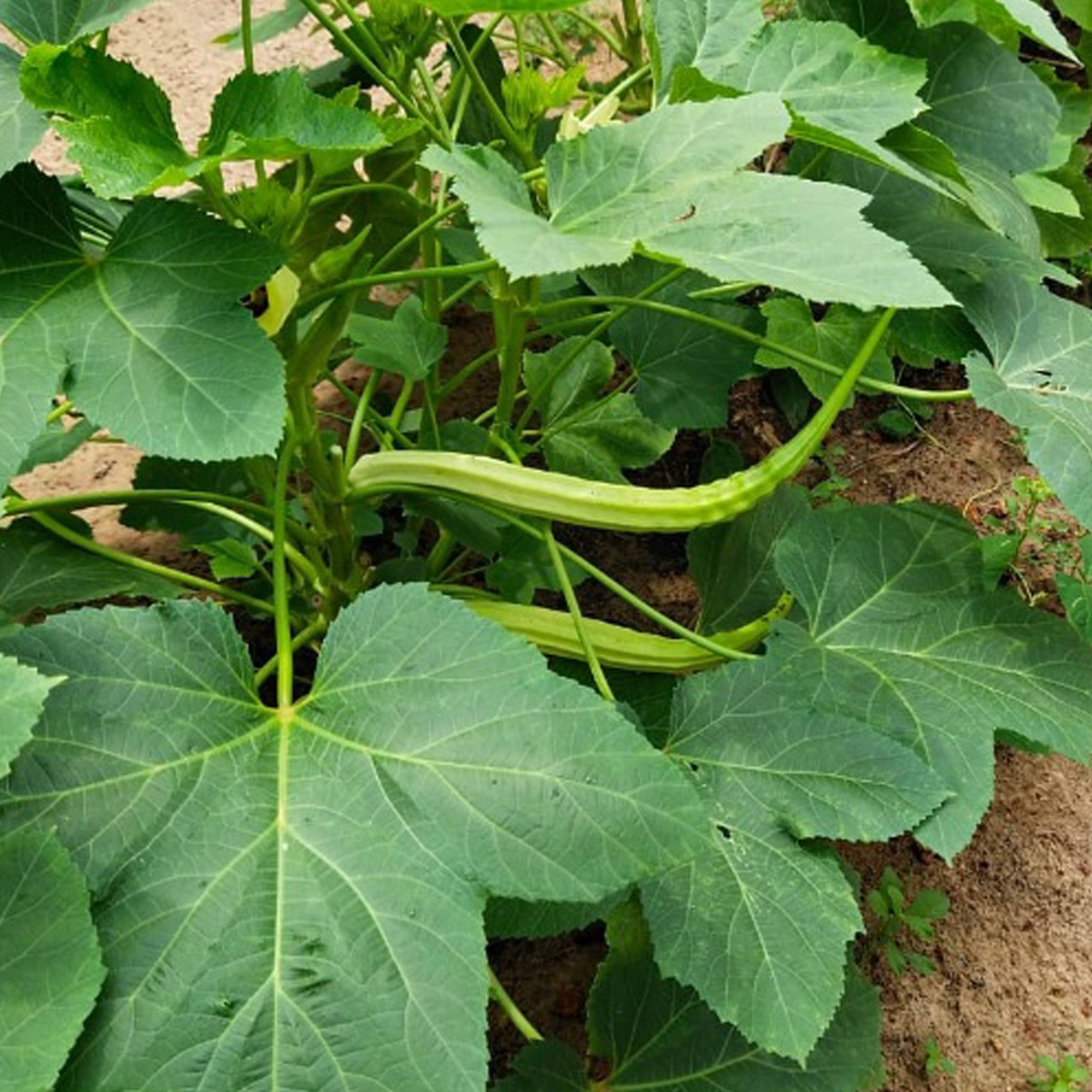 Hybrid Ana Komban Venda | Ladies Finger Seeds | Okra - Mini's Lifestyle Store- Buy Seeds in India