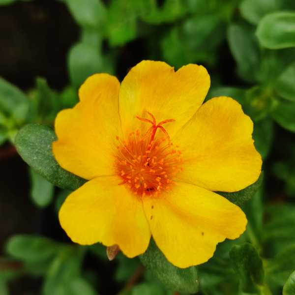 Pathumani 5 Types Cuttings ( Pursalane ) Portulaca P05 - Mini's Lifestyle Store- Buy Seeds in India