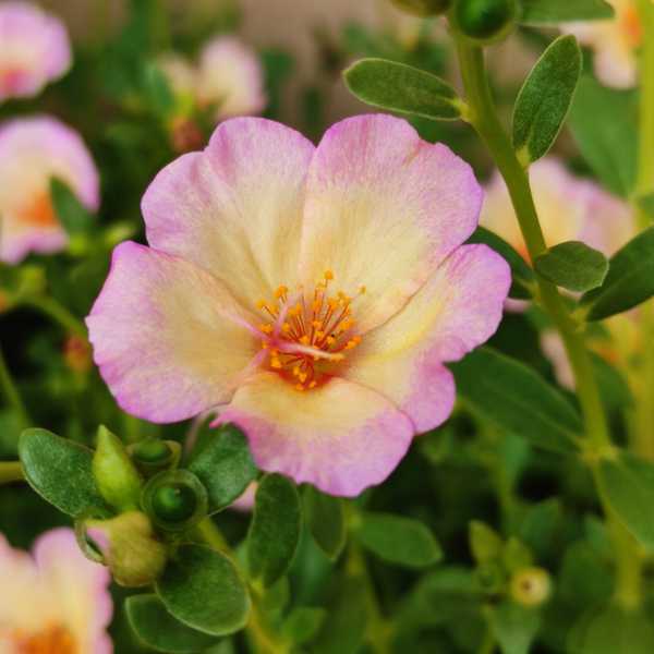 Pathumani 5 Types Cuttings ( Pursalane ) Portulaca P05 - Mini's Lifestyle Store- Buy Seeds in India